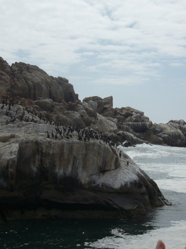 Sea lion colony